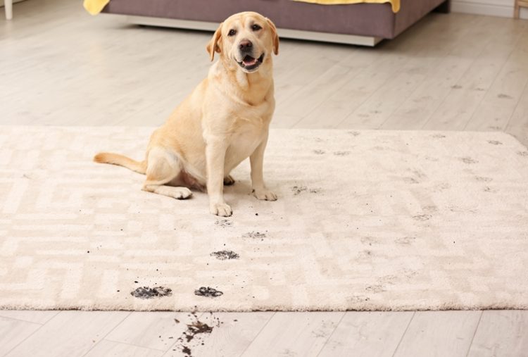 Cute dog leaving muddy paw prints on carpet