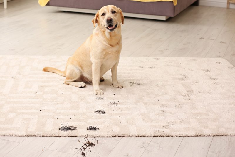 A dog sitting on the floor with its paw prints