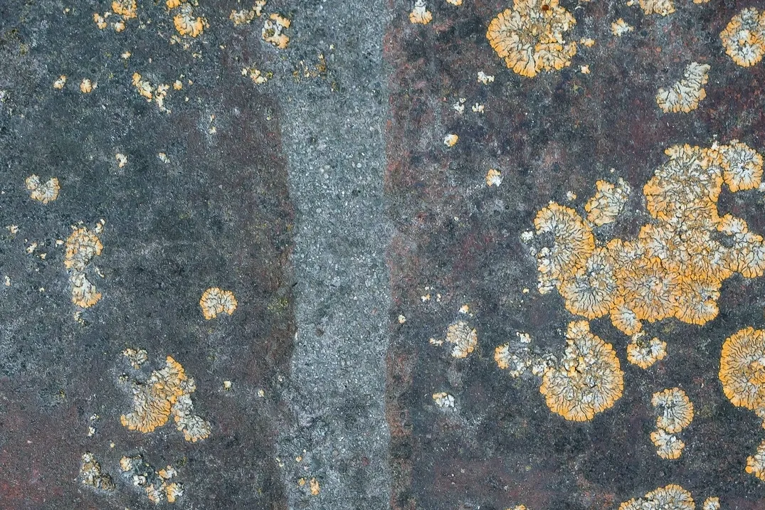 A close up of the ground with yellow and white spots