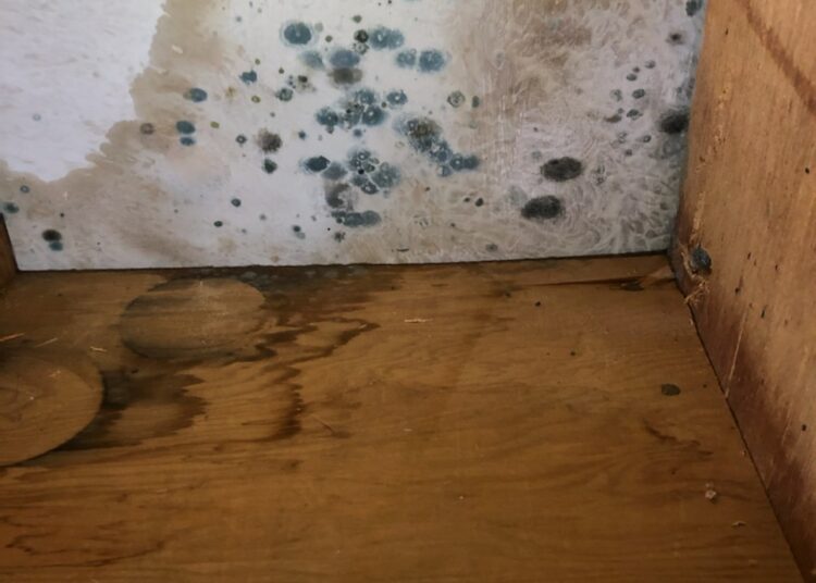A room with mold growing on the wall and floor.