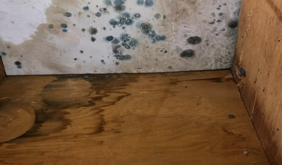 A room with mold growing on the wall and floor.