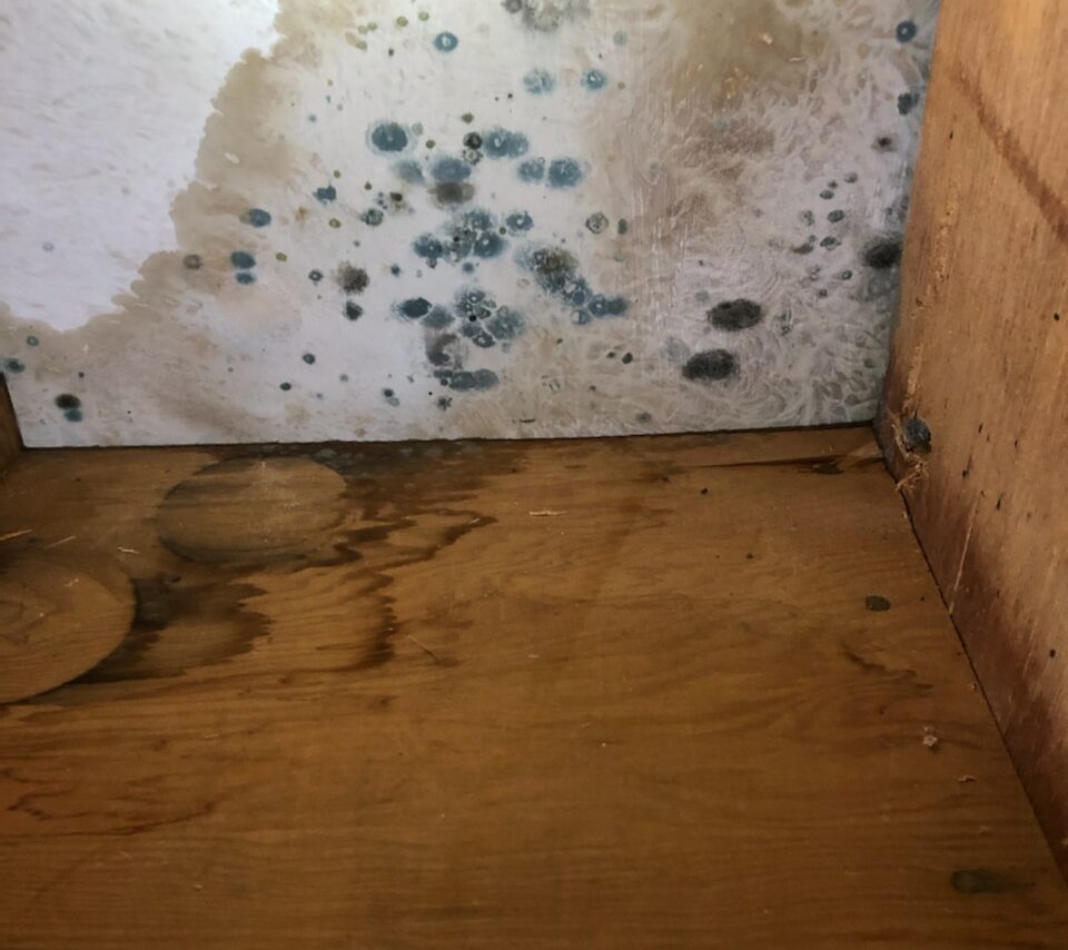 A room with mold growing on the wall and floor.