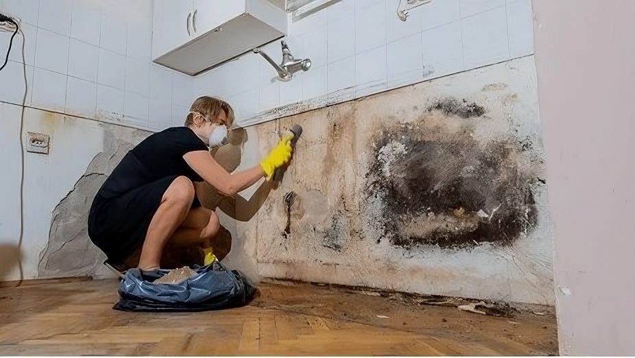 Why You Should Never DIY Mold Removal